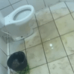 Untitled FOTO SITE1 16